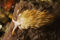   Nudibranch  